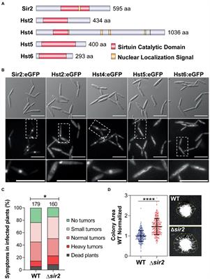 Systematic characterization of Ustilago maydis sirtuins shows Sir2 as a modulator of pathogenic gene expression